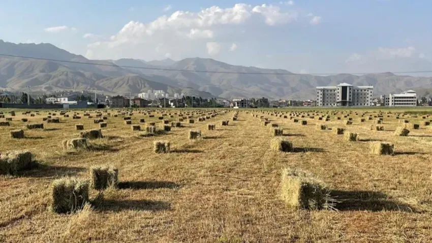 Yüksekova’da yağışlar verimliliği artırdı! Yüksekova’da yağışlar verimliliği artırdı!