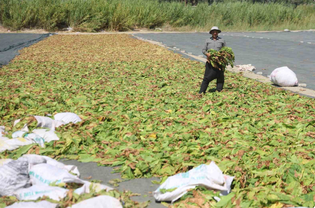Kurutulmaya bırakılan tütünler, tarım arazilerini renklendirdi