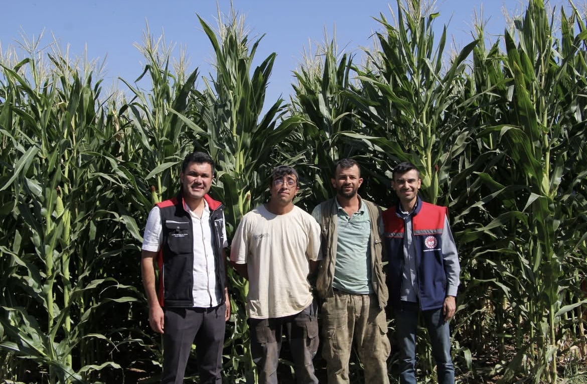 Isparta’da Silajlık Mısır Hasadı Başladı