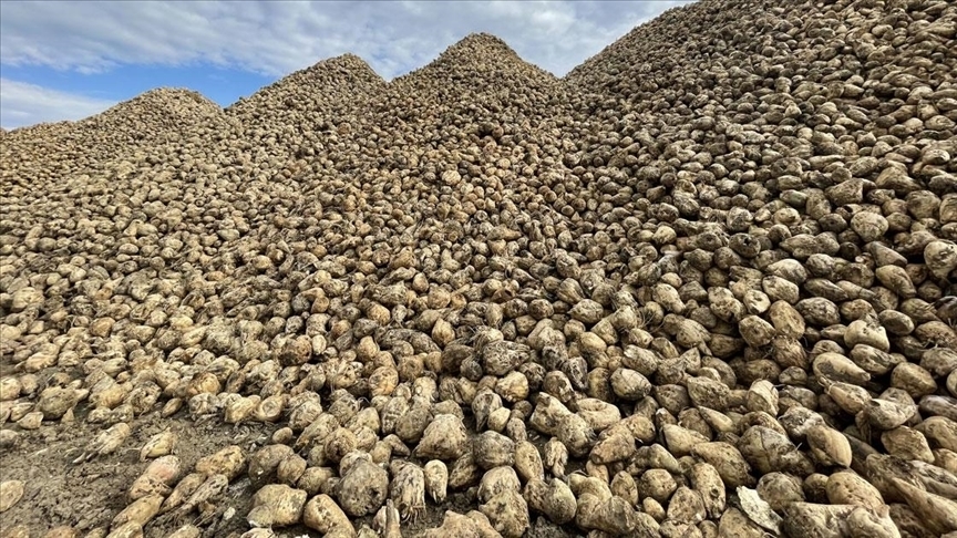 TÜRKŞEKER 2025-2026 Pancar Alım Fiyatını Açıkladı