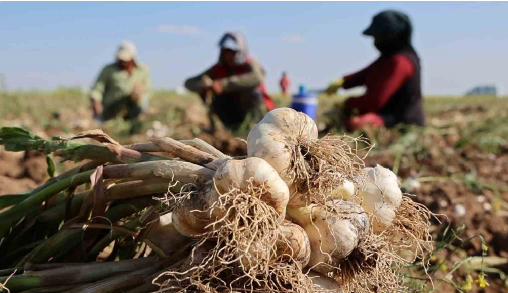 Rusya, Almanya ve İspanya’nın antibiyotiği Aksaray sarımsağının hasadı başladı