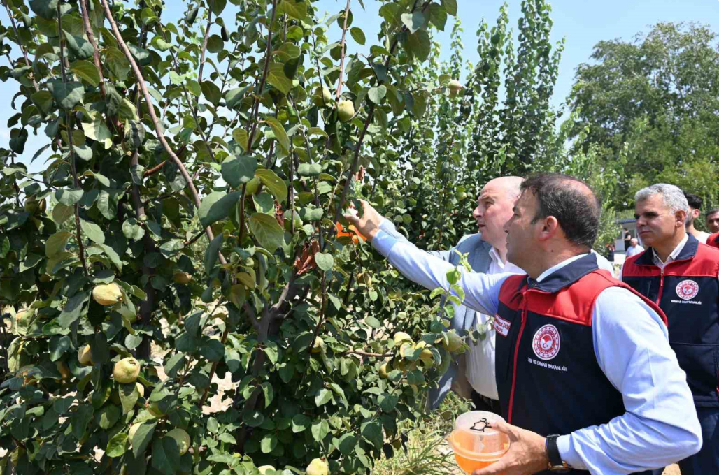 Ayva üretiminde kalıntısız tarım için üreticilere tuzak dağıtıldı