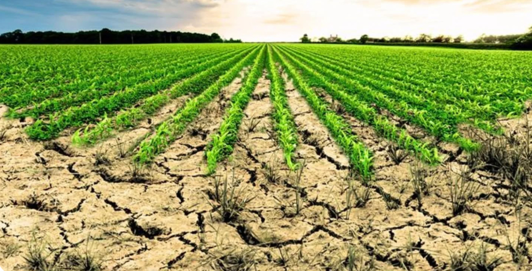 Aydın’da işlenmeyen tarım arazilerinin listesi ilan edildi