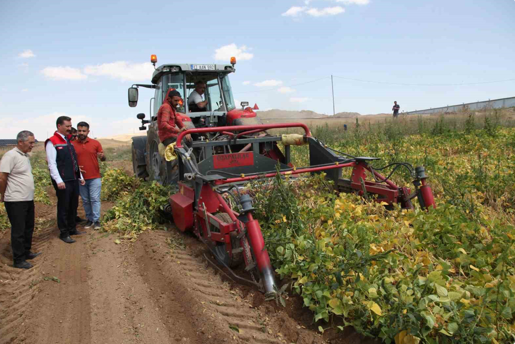 Bitlis’te kuru fasülye hasadına başlandı